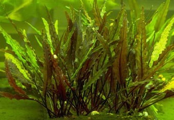 Cryptocoryne undulata